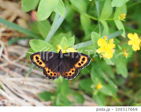 クモマベニヒカゲ 108317669