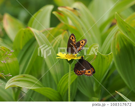 クモマベニヒカゲ 108317672