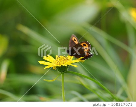 クモマベニヒカゲ クモマベニヒカゲ 108317673