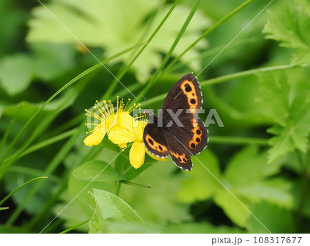 クモマベニヒカゲ 108317677