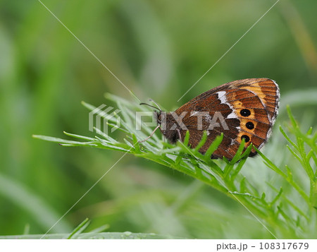 クモマベニヒカゲ クモマベニヒカゲ 108317679