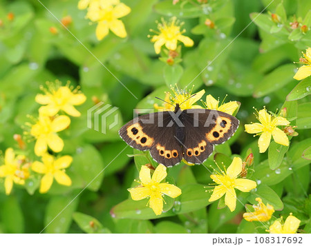 クモマベニヒカゲ クモマベニヒカゲ 108317692