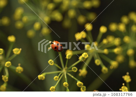 Ladybugs on yellow flowers in the garden in summer. Coccinellinae Latreille. Ladybugs on yellow flowers in the garden in summer. Coccinellinae Latreille. 108317766