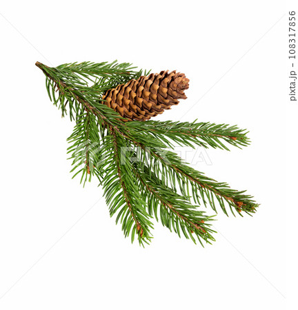 Spruce with a cone on a white Spruce with a cone on a white 108317856