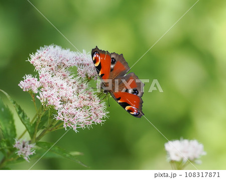 クジャクチョウ 108317871