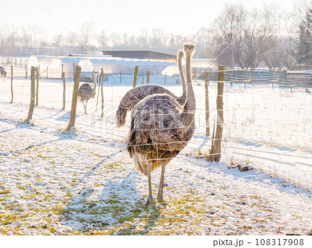 ostrich on an ostrich farm in winter in germany. 108317908