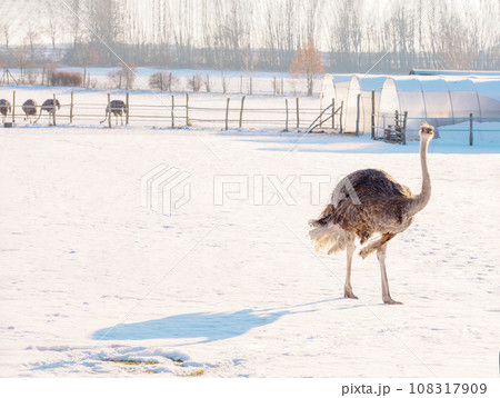 ostrich on an ostrich farm in winter in germany. 108317909