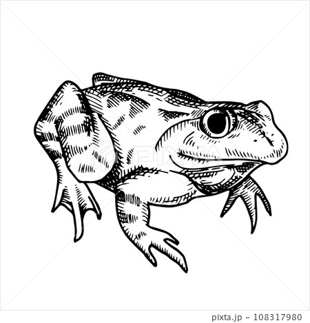 vector black and white drawing in vintage style. frog, toad. frog isolated on white background. element of halloween, witchcraft, magic.	 108317980