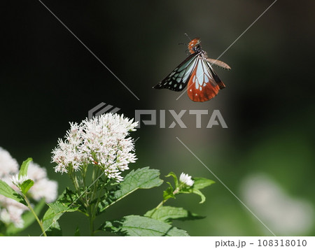 アサギマダラ アサギマダラ 108318010