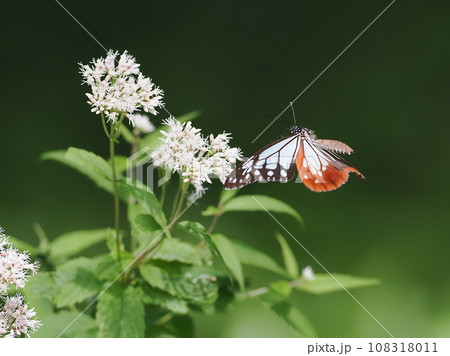 アサギマダラ 108318011