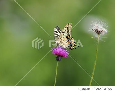 キアゲハ 108318155