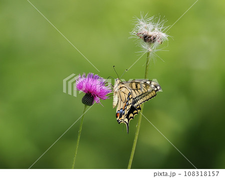 キアゲハ キアゲハ 108318157