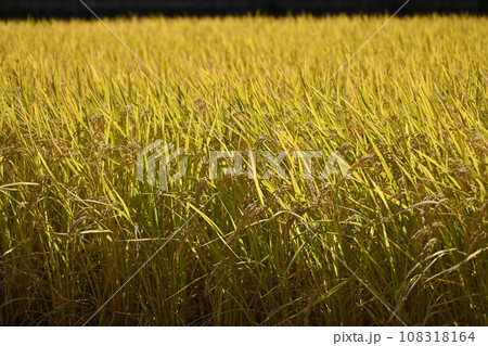 収穫間近の稲穂 108318164
