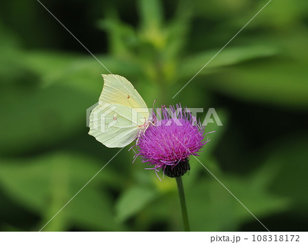 スジボソヤマキチョウ 108318172