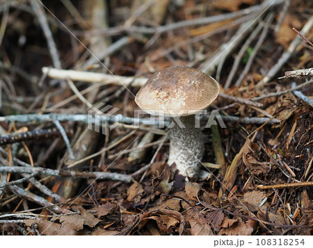 ヤマイグチ ヤマイグチ 108318254