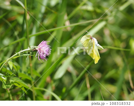 ヤマキチョウ 108318332