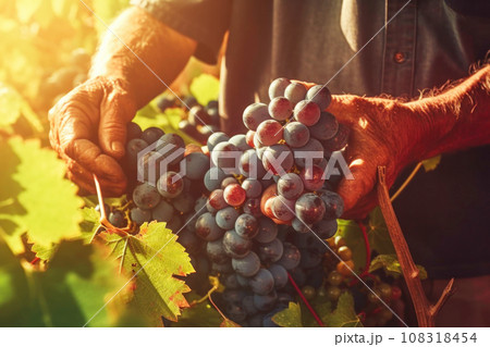Farmer holds freshly picked ripe juicy grape in his hands 108318454