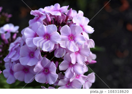 Pink phlox flowers on a green bush. Small light pink Phlox flowers . Large flowers. 108318620