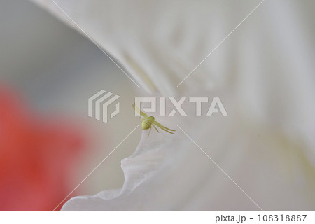 A green little spider on a pink and white flower. Garden spider in summer. Araniella cucurbitina. A green little spider on a pink and white flower. Garden spider in summer. Araniella cucurbitina. 108318887