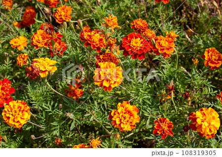 Orange daisy flowers in a flower bed Orange daisy flowers in a flower bed 108319305