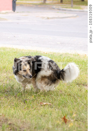A dog defecates on the lawn in the park 108319309