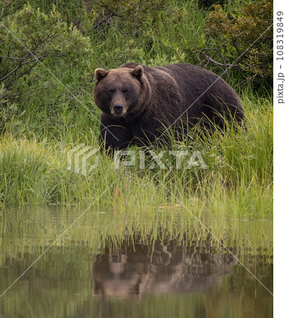 Brown Bear Fishing for Sockeye Salmon in Alaksa Brown Bear Fishing for Sockeye Salmon in Alaksa 108319849