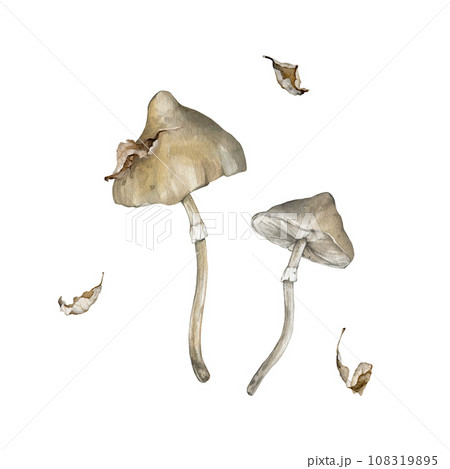 Watercolor poisonous mushrooms and withered dry leaves. Family of inedible dangerous mushrooms hand drawn illustration. Toadstool white toadstool. Decor for halloween in retro style Watercolor poisonous mushrooms and withered dry leaves. Family of inedible dangerous mushrooms hand drawn illustration. Toadstool white toadstool. Decor for halloween in retro style 108319895