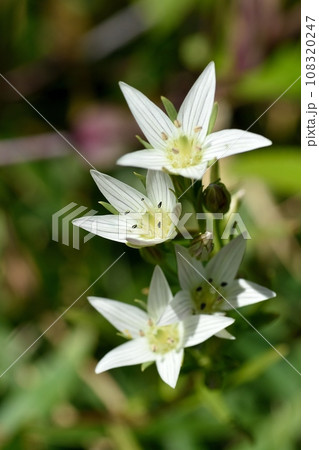 センブリの花 センブリの花 108320247