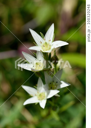 センブリの花 センブリの花 108320248