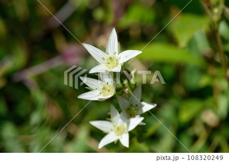 センブリの花 センブリの花 108320249
