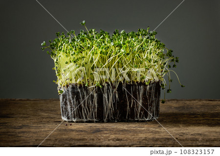 fresh green sprouts fresh green sprouts 108323157