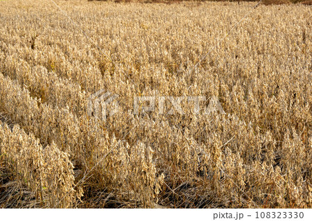 収獲間近の大豆畑 108323330