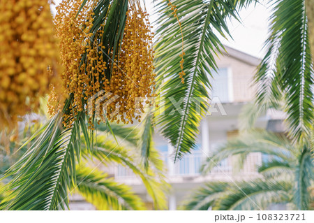 Clusters of dates hanging on palm branches among green foliage Clusters of dates hanging on palm branches among green foliage 108323721
