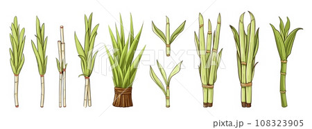 Cartoon sketch sugar canes, isolated cane with leaves. Raw sweet ingredients, nature food elements. Vector organic collection Cartoon sketch sugar canes, isolated cane with leaves. Raw sweet ingredients, nature food elements. Vector organic collection 108323905