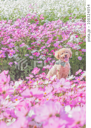 コスモスと犬 コスモスと犬 108324054