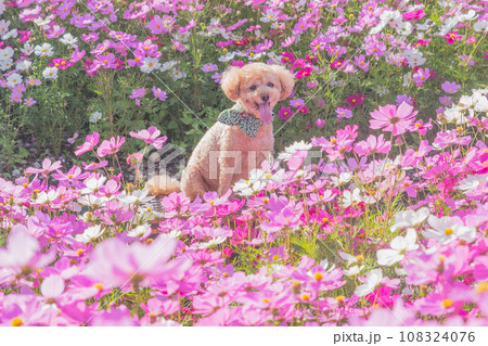 コスモスと犬 コスモスと犬 108324076