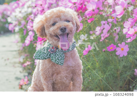 コスモスと犬 コスモスと犬 108324098