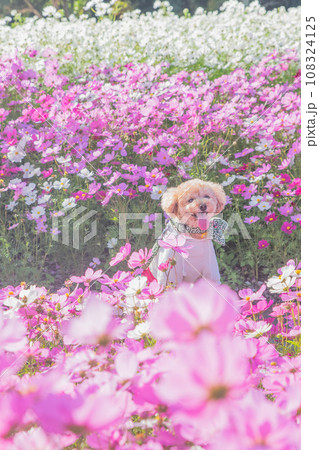コスモスと犬 108324125