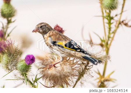 European goldfinch with juvenile plumage, feeding on the seeds of thistles. Carduelis carduelis. 108324514
