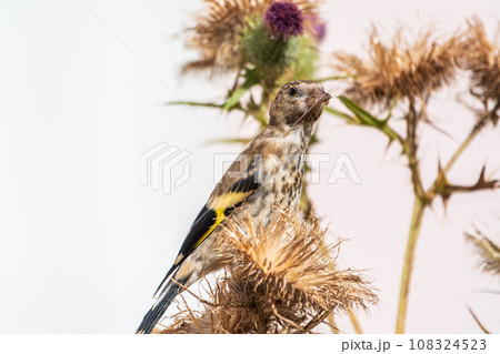 European goldfinch with juvenile plumage, feeding on the seeds of thistles. Carduelis carduelis. 108324523