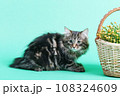 striped gray Kuril bobtail kitten close up photo on green background 108324609