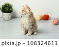 red Kuril bobtail kitten closeup photo with wool ball on white wall background 108324611