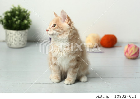 red Kuril bobtail kitten closeup photo with wool ball on white wall background 108324611