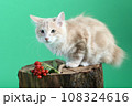 red color Kuril bobtail kitten close up photo on green background 108324616