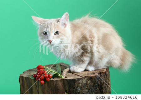 red color Kuril bobtail kitten close up photo on green background 108324616