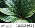 green plant big leaf close up photo 108324631
