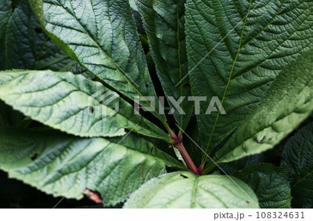 green plant big leaf close up photo 108324631