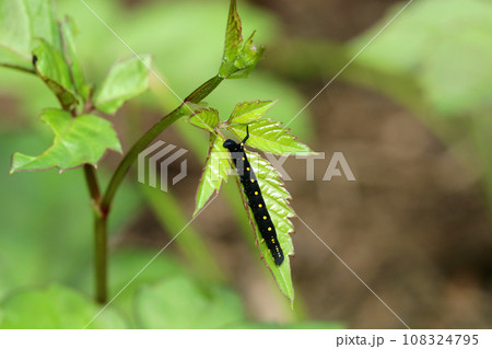 セスジスズメの幼虫 108324795