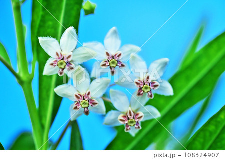白いフウセントウワタの花（秋、十月） 108324907