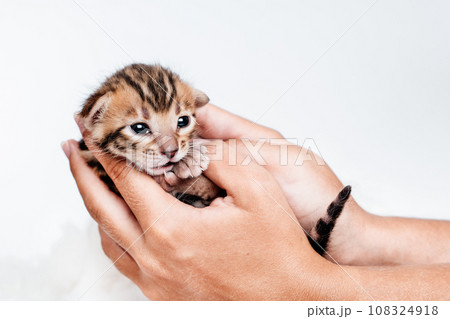 Cute bengal .Close-up. A kitten in the hands of a girl. Two week old small newborn bengal kitten on a white background. On the palms is a small cute kitten. 108324918